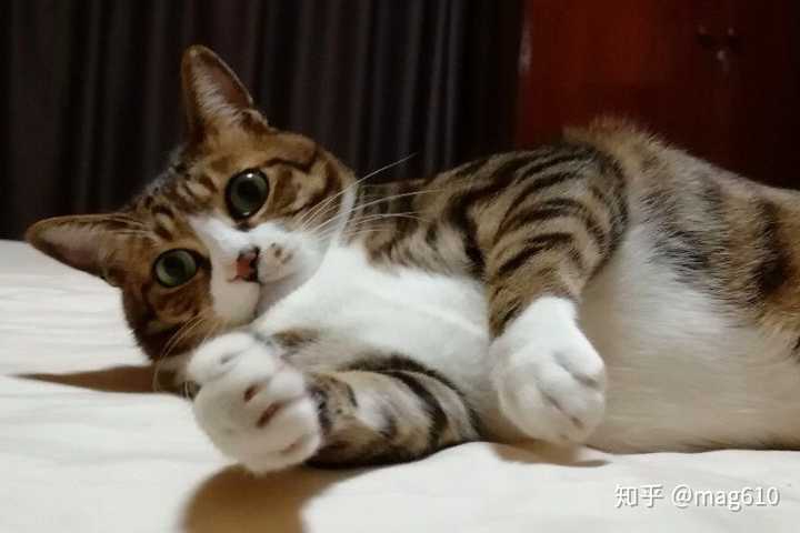 中国狸花猫有什么优缺点呢?