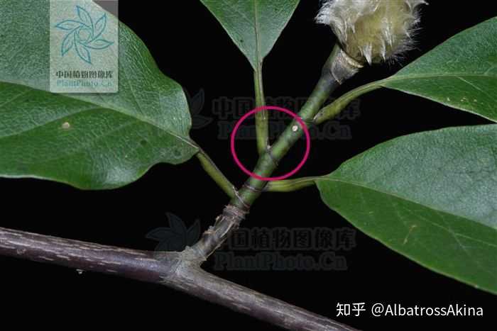 望春玉兰(yulania biondii)的托叶痕延伸至叶柄基部约1/5-1/3处.