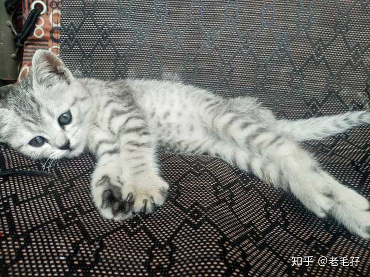 请问这个是什么品种的猫?是美短吗?