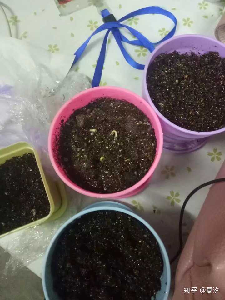 小向日葵发芽