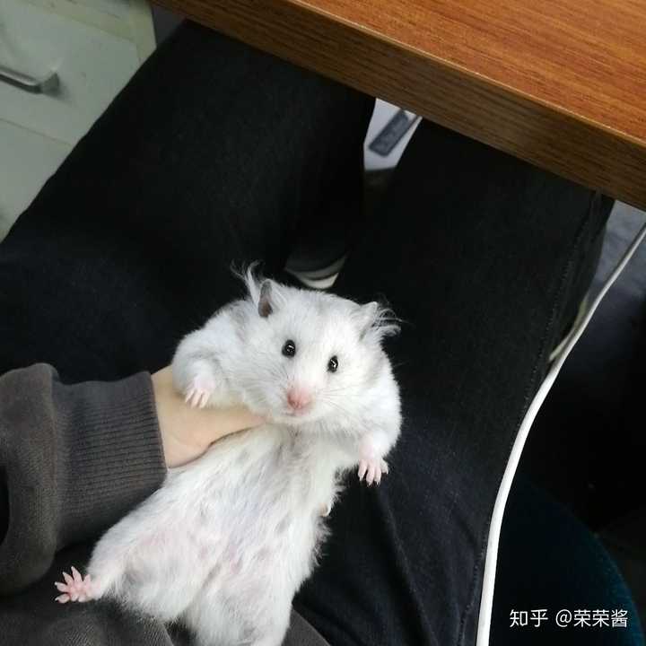 仓鼠与老鼠有什么区别?