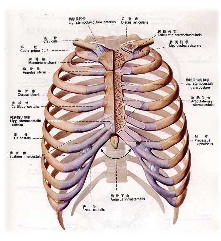 各位医学同行真的不会有疑问吗?怎么压断第十一和十二根肋骨啊?