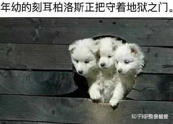 看待陈冠希约架孙笑川兔子被放粉丝?大鸽子是什么品种图片