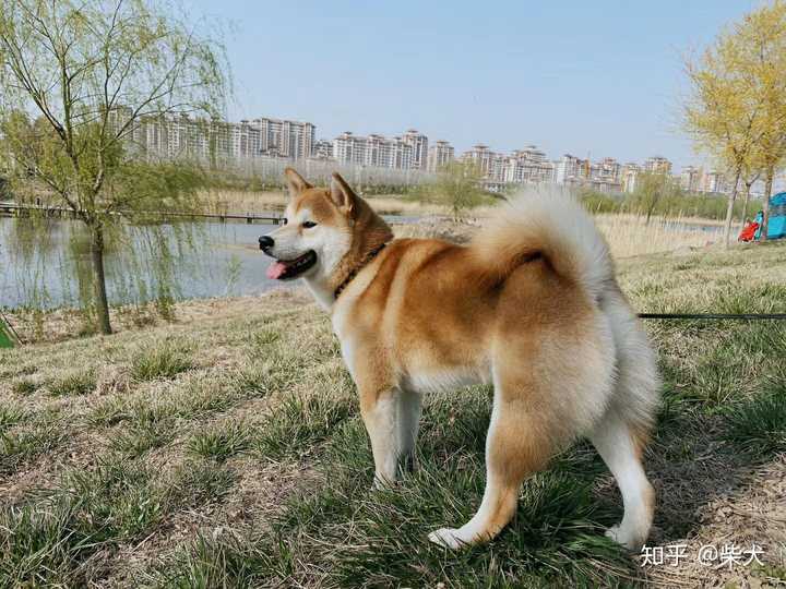 18年落户广西的撅撅 家长写真 长大了的撅撅,血统好才是硬道理.