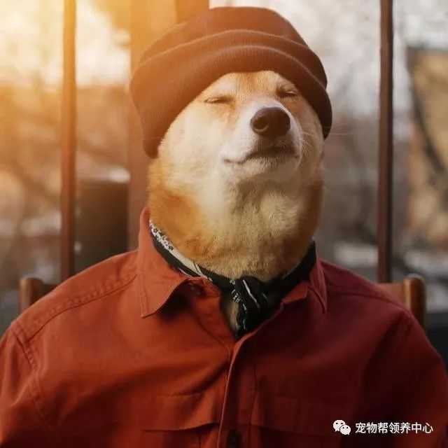 知乎大神有没有跟这个类似的柴犬穿衣服的头像?