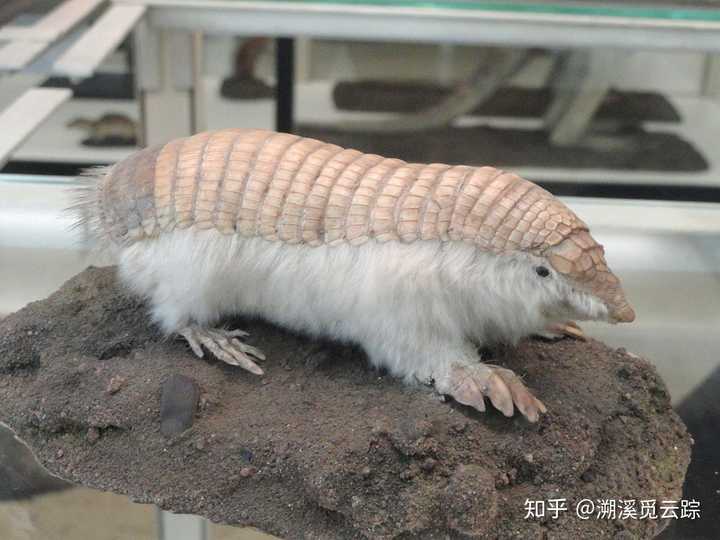 倭犰狳(chlamyphorus truncatus)
