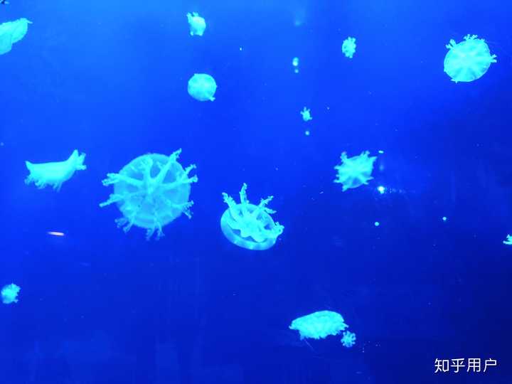 海洋中有多大的水母?