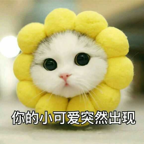 你见过最暖心的表情包是什么?