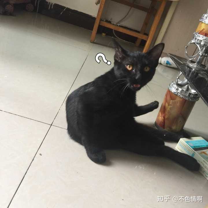 应该是田园猫吧,我的土猫就是这样.