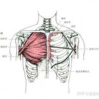 康复你知道 的想法 前锯肌 部位:胸廓侧面浅层 知乎