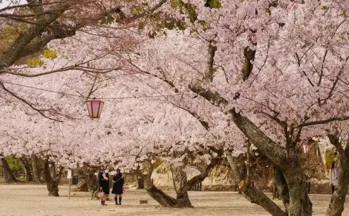 日本樱花一般什么时候开?哪些地方有?