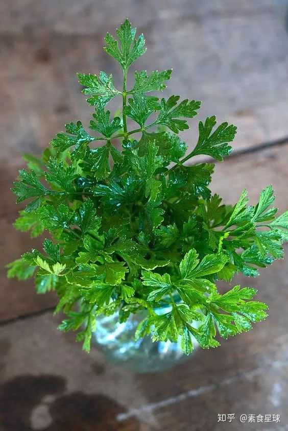 如何在家自己种植西餐用的植物香料呢?