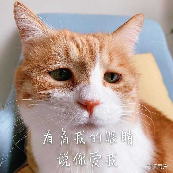 因为什么入魏大勋的坑