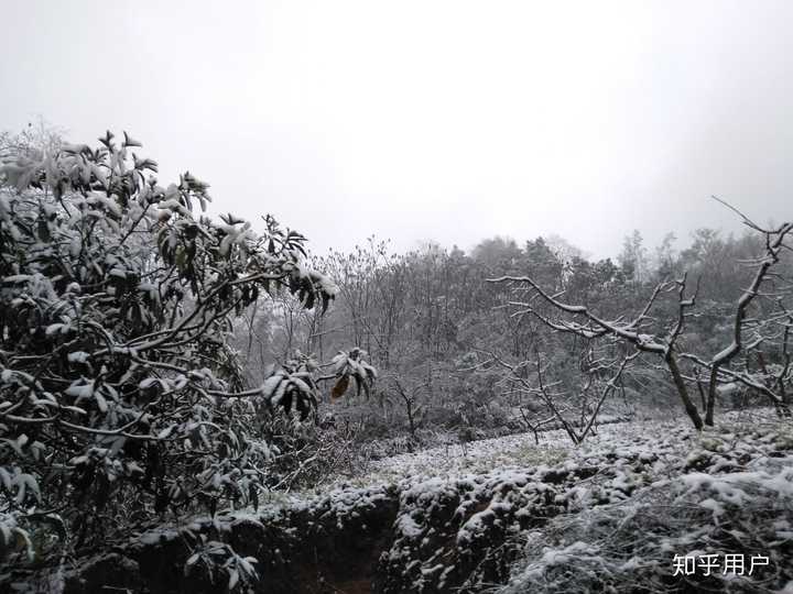 南方人见到雪有什么行为 知乎