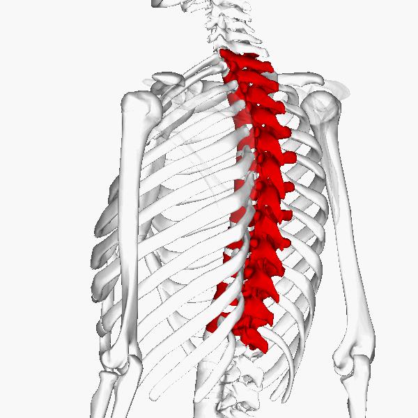 肋骨连接在胸椎上,和前面的胸骨一起形成胸廓.