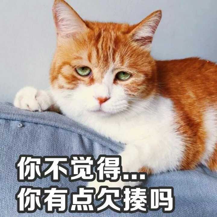 有哪些搞笑的猫咪表情包?