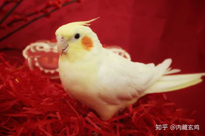 你为什么爱你的鹦鹉呢?