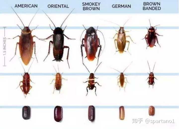 这到底是什么虫阿是蟑螂幼虫吗?
