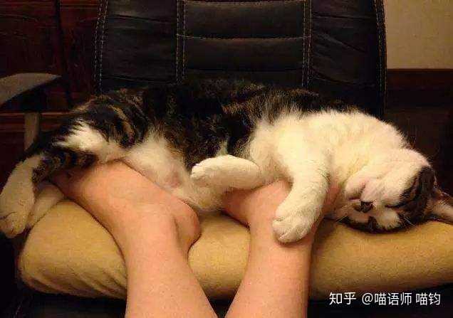 怎么样让猫给自己暖脚?