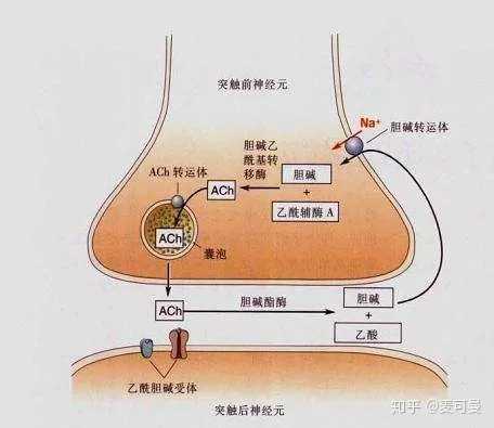 人体神经信号需要正常传递,神经细 碱受体,让它们