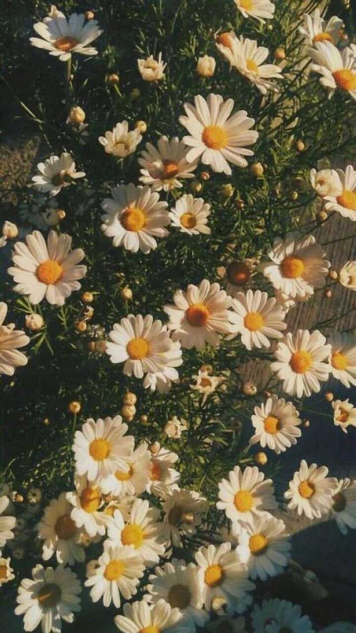 有没有好看的鲜花全面屏无水印壁纸?