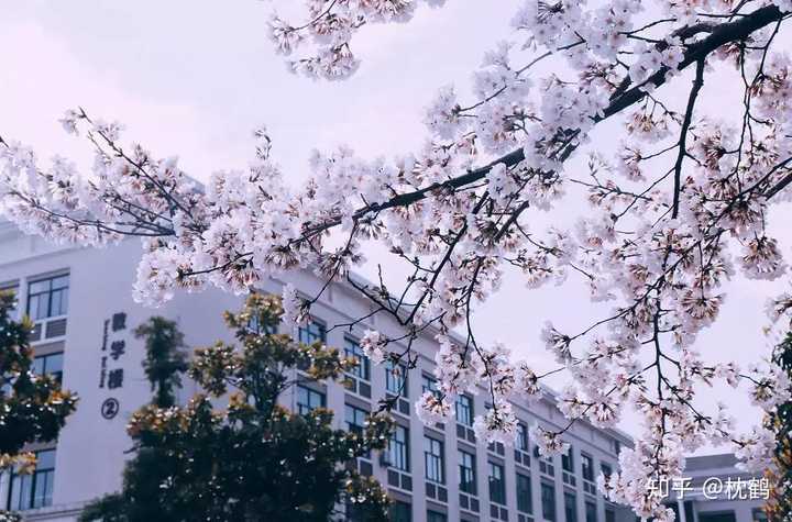 (其他球队不清楚 学校最大的特色就是春天有很美的樱花.