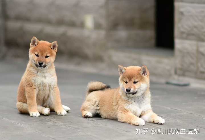 应当跟这张图片类似,一只柴犬与中华田园犬