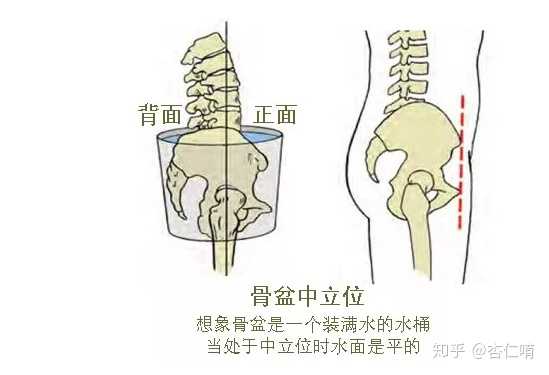 骨盆后倾: 骨盆后倾:屈膝仰卧时,耻骨联合高于髂前上棘.