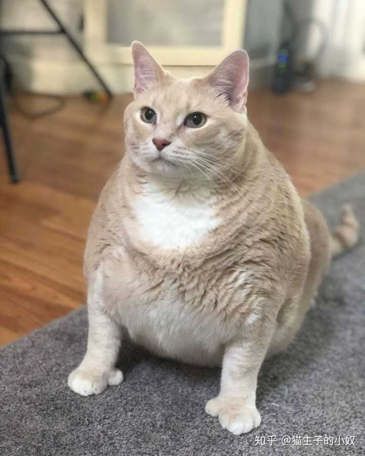 怎么样才能把猫咪养胖一点?