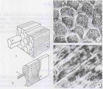 釉质的模式图以及扫描电镜结构