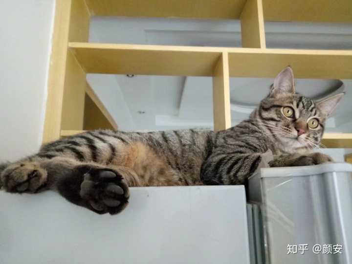 橘狸花猫好还是黑狸花猫好?