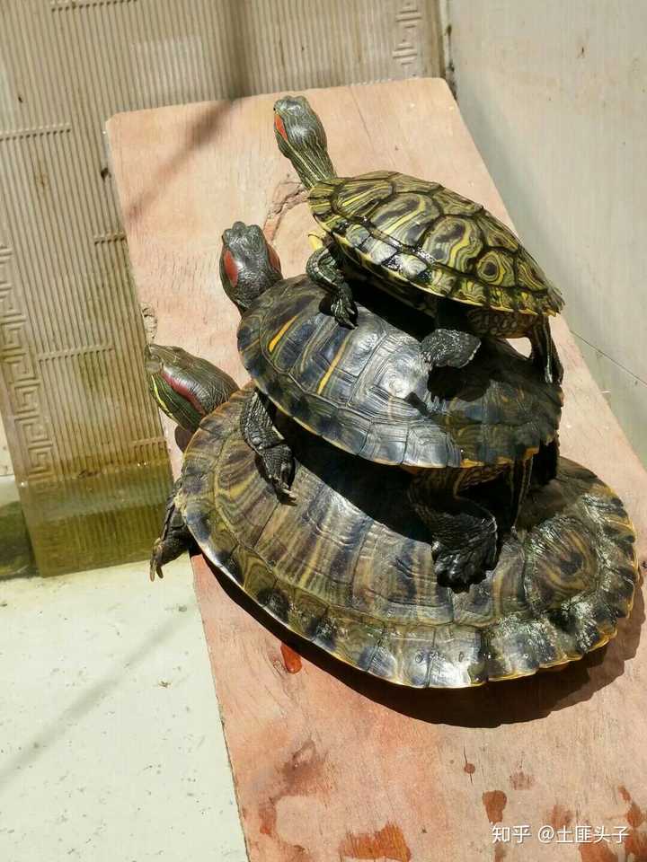 为什么我的乌龟老是爬上另一只乌龟的龟背?