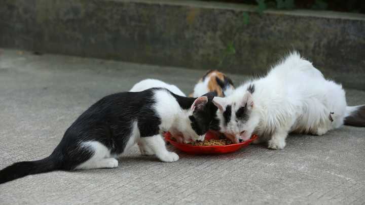 把流浪猫流浪狗带回家的契机是什么?