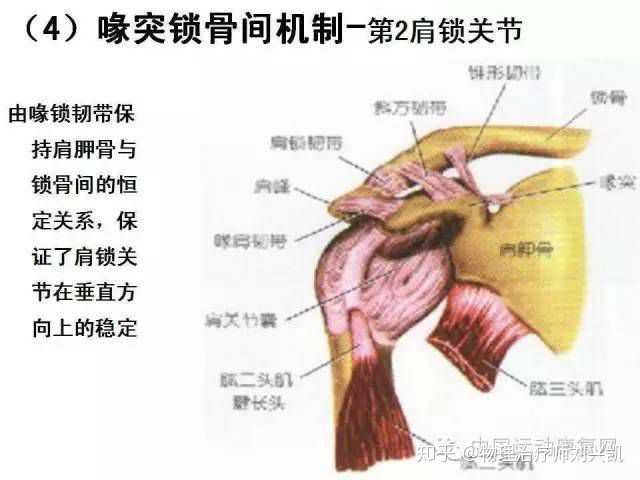 肩关节和肩关节复合体是怎么一回事?