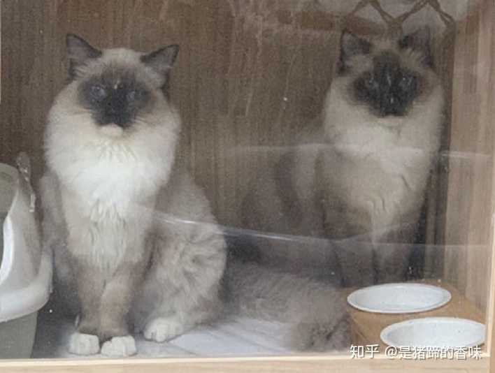 暹罗和其它猫长相区别明显,唯一容易让人混淆的是重点色布偶.