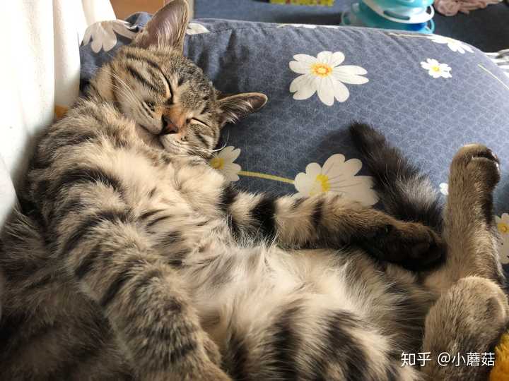 狸花猫可以漂亮到什么程度?