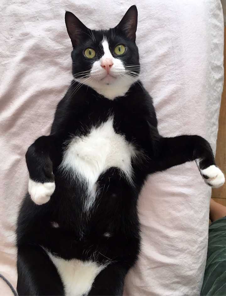 这居然是我第一次回答,忍不住答,太爱我家的喵了. 拍照技术很烂.