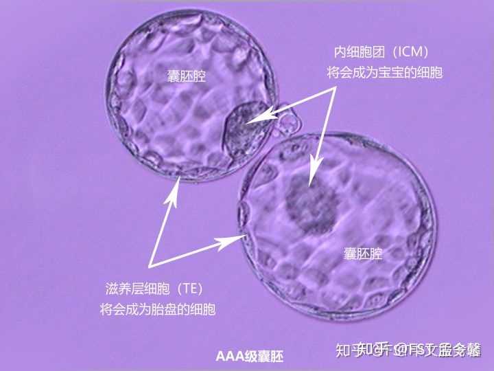 到达囊胚状态的胚胎,可以进行切去几颗即将形成胎盘的外周滋养层细胞