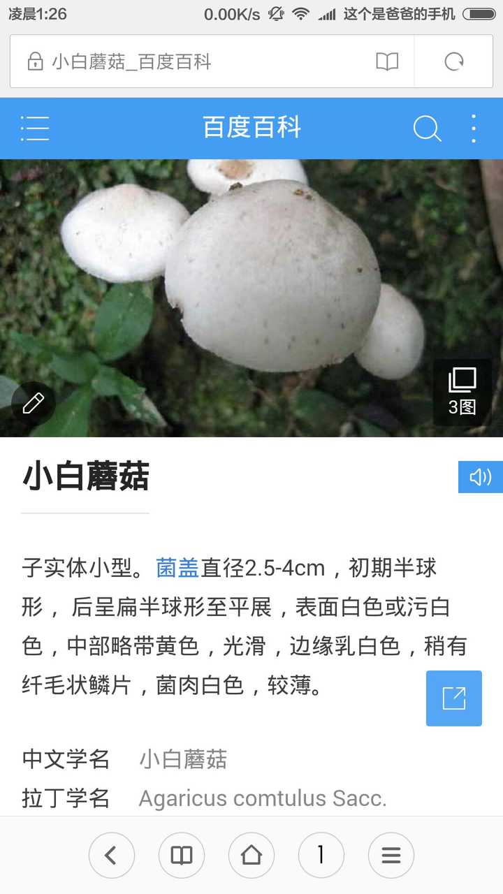 请问这个小白蘑菇叫什么?