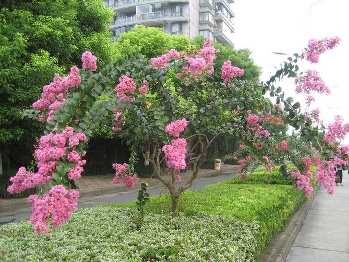 看它花枝乱颤的~嗯,所以有个好玩的别名,叫" 痒痒树"