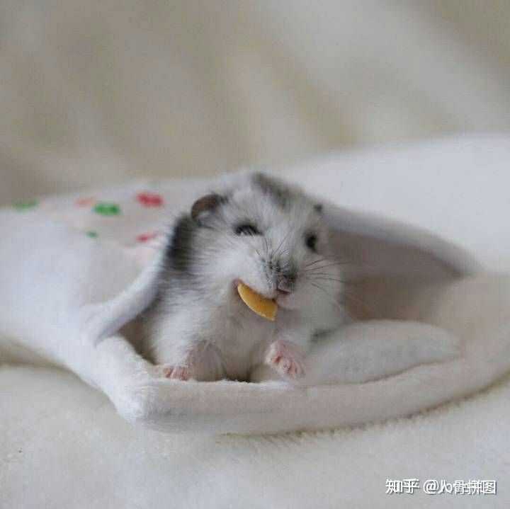 家里有一只仓鼠,刚买的害怕它身上有病毒但又不能就把