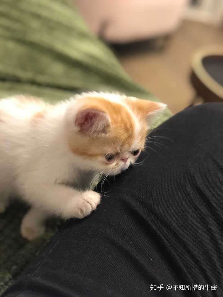 一只猫能可爱到什么程度?