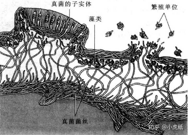 地衣结构示意图,图片源自《陈增阅普通生物学,第四版》