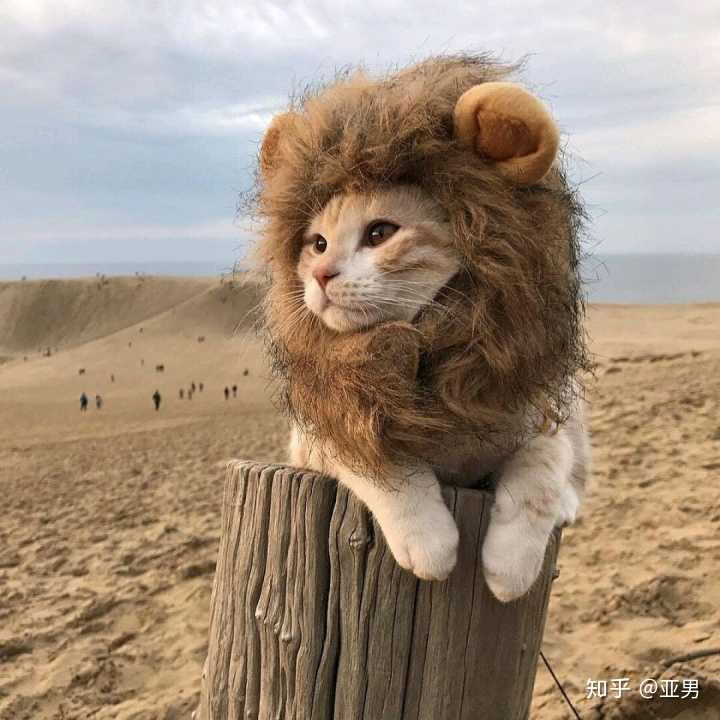有什么一眼看到就想拿来做头像的沙雕图?