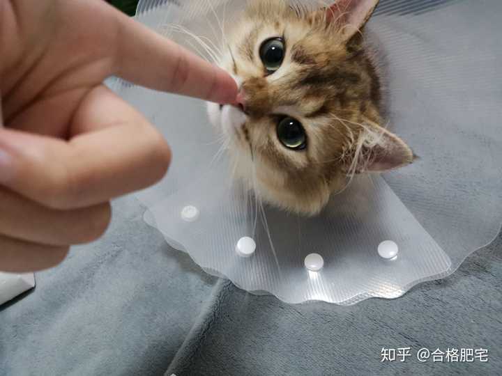 一只猫能可爱到什么程度?