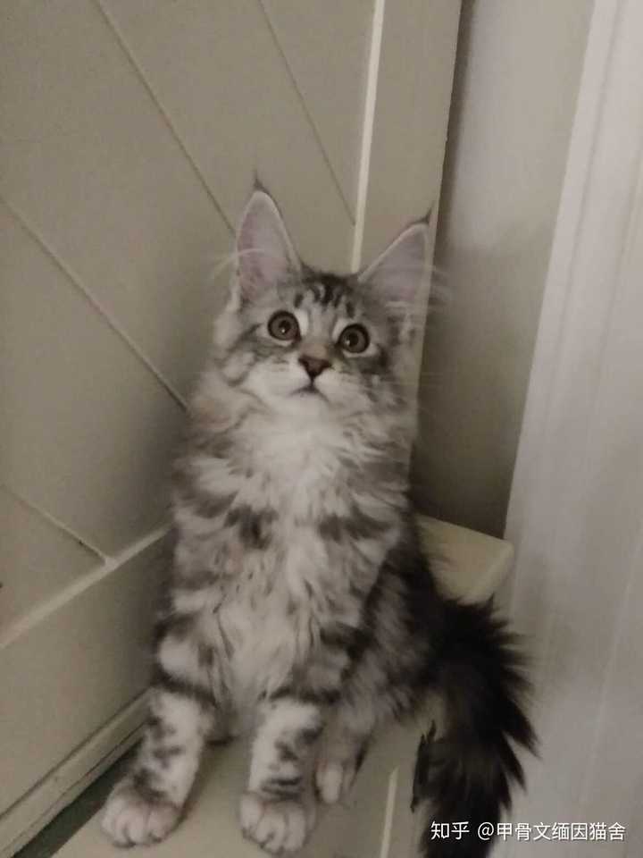 最好看的银虎斑缅因猫长什么样子?