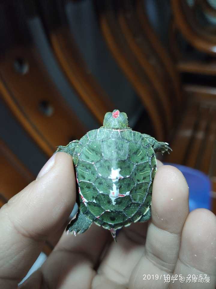 如何把炫彩小乌龟背上的油漆去除?