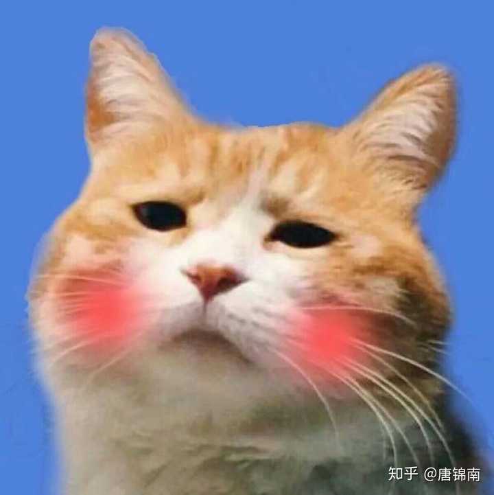 有没有小可爱有这种猫咪的其它头像呢?