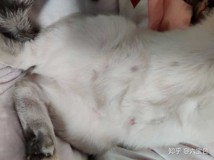 猫咪的怀孕周期是多久,怎么知道猫咪怀孕多久了?