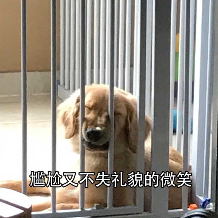 真的不懂为什么栏杆后的油条盛产表情包